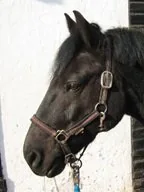 Merlin