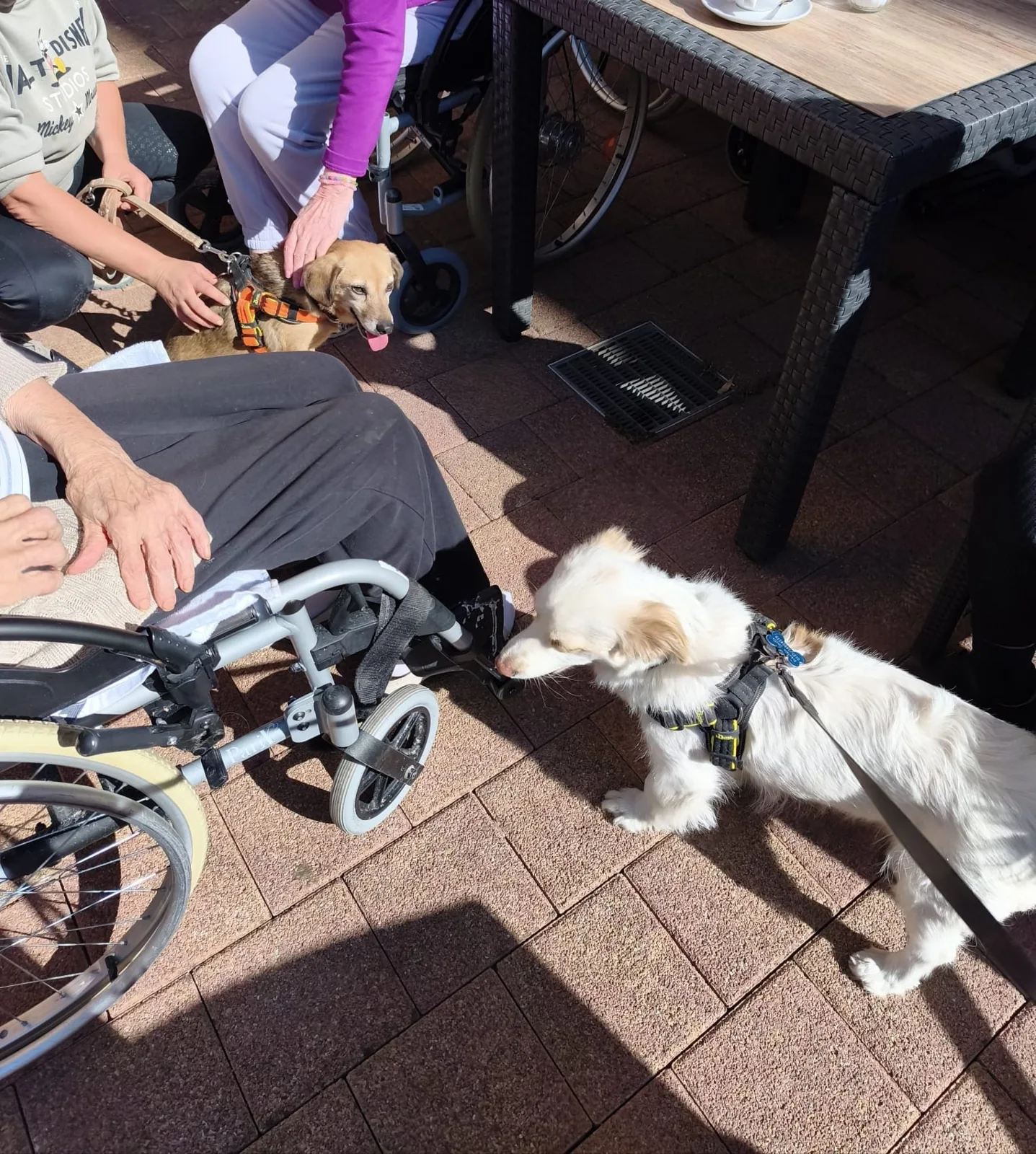Mit Pferd und Hunden zu Besuch im Seniorenheim