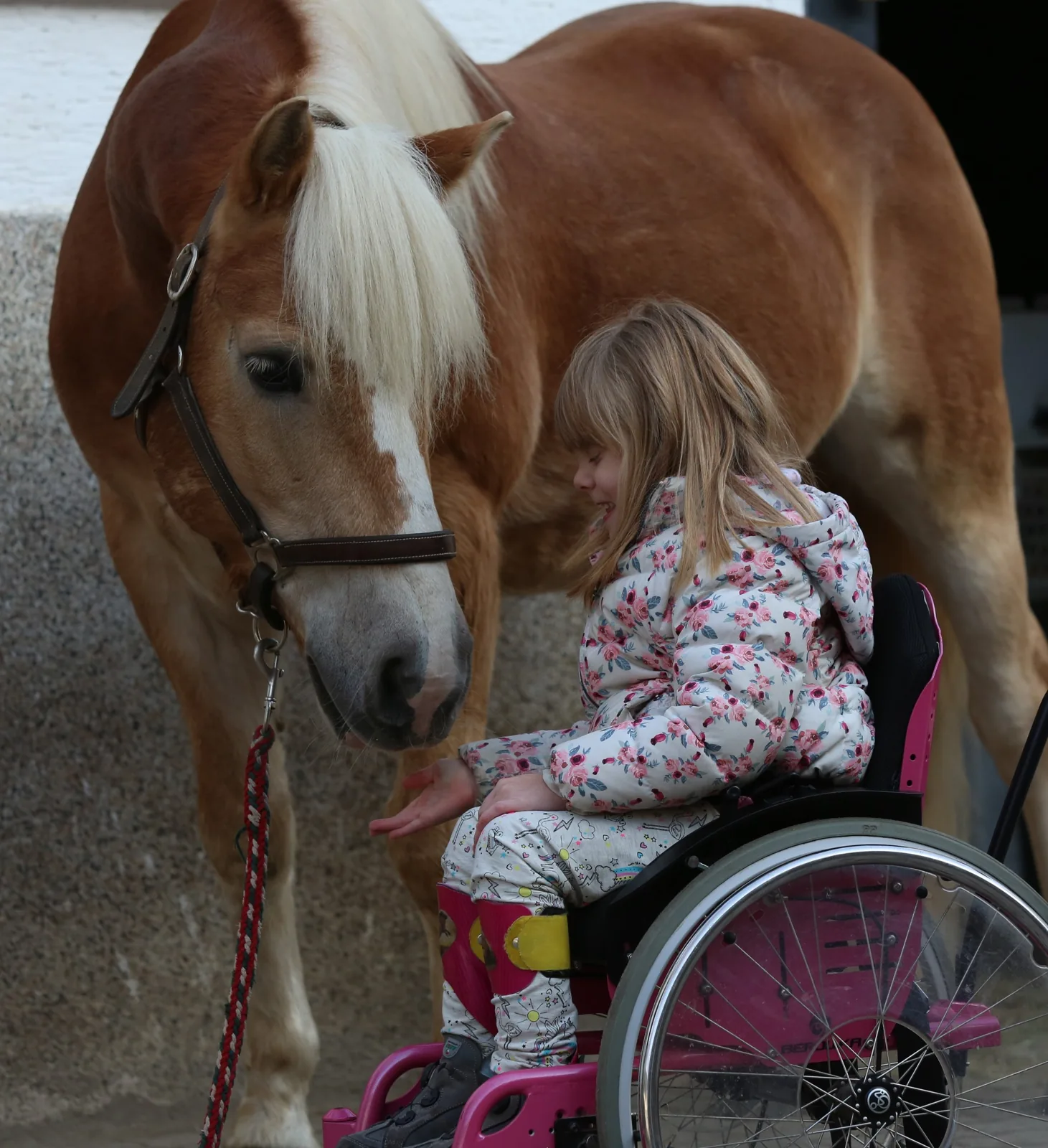 Ein Kind begegnet einem Haflinger auf dem Reiterhof