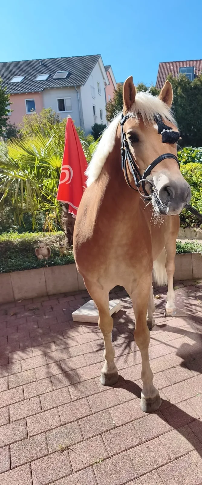 Mit Pferd und Hunden zu Besuch im Seniorenheim