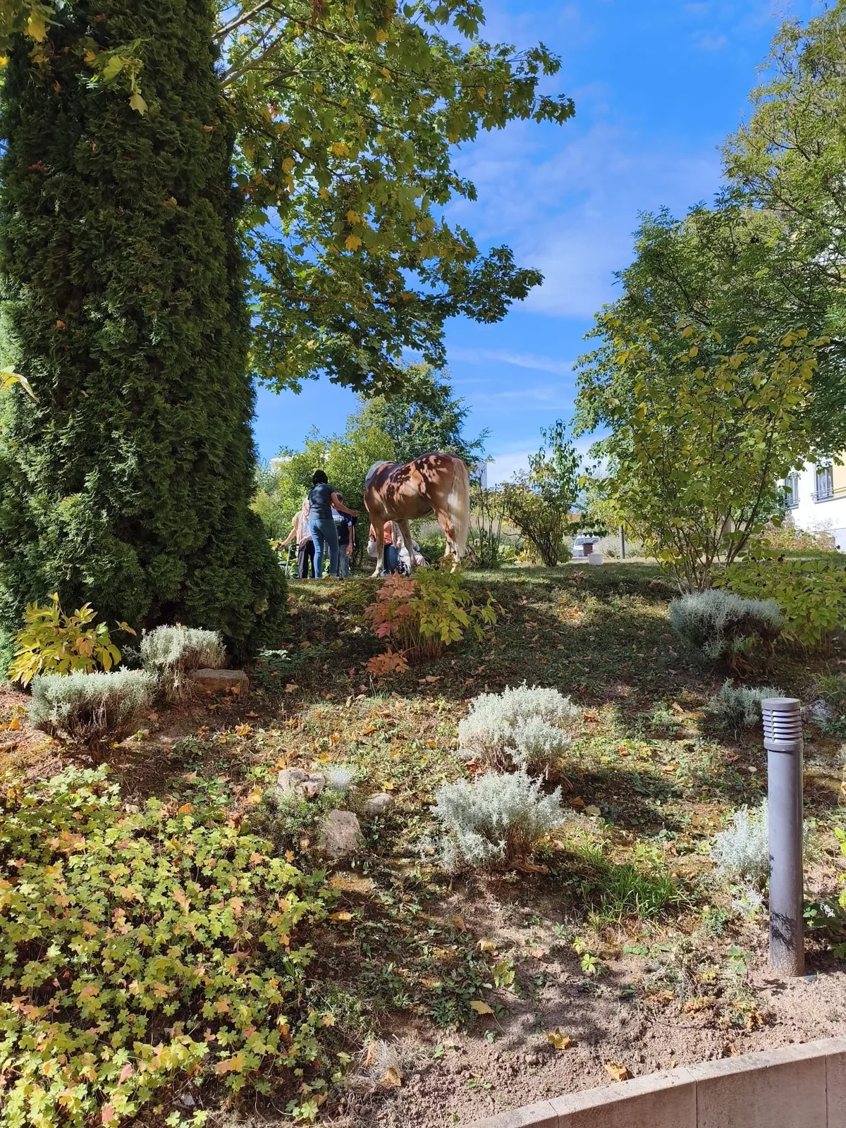 Mit Pferd und Hunden zu Besuch im Seniorenheim