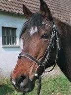 Baida