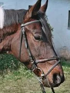 Amerigo