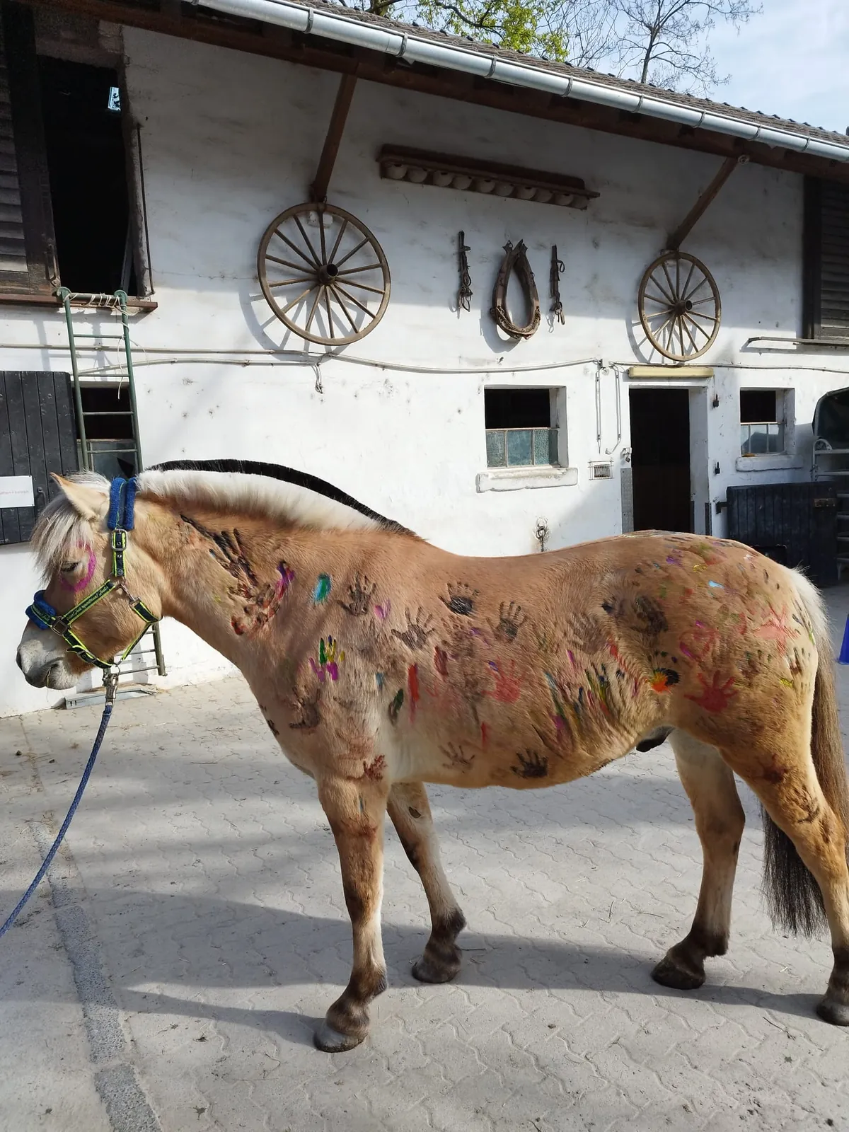 Pferd des Monats: Melvin